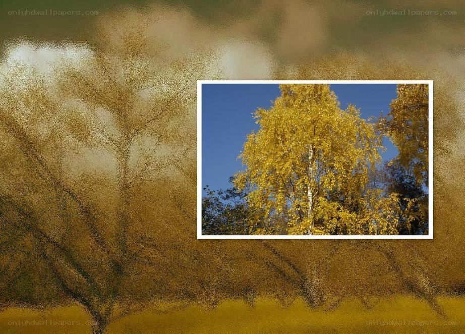 Autumn tree with yellow leaves