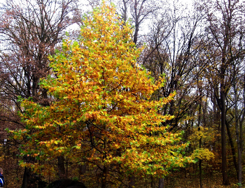 Autumn Tree with Yellow Leaves — Calm