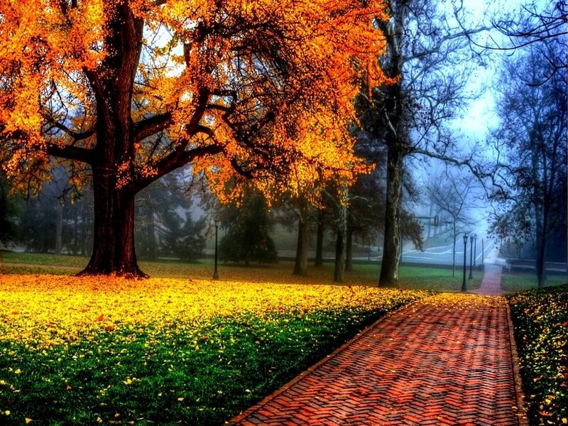 Autumn Tree with Yellow Leaves — Orange