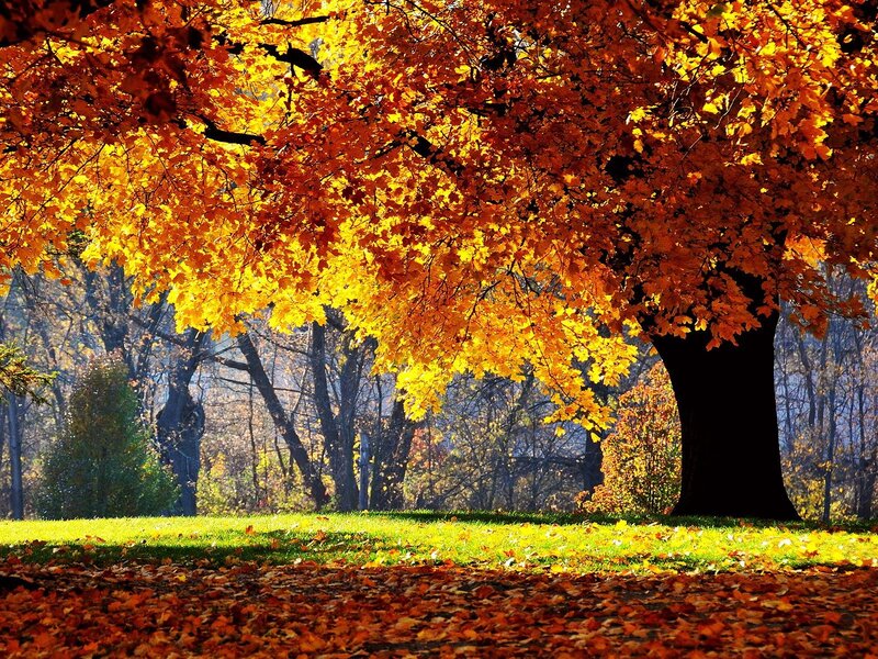 Autumn Tree with Yellow Leaves — Serene, Photograph, Grass