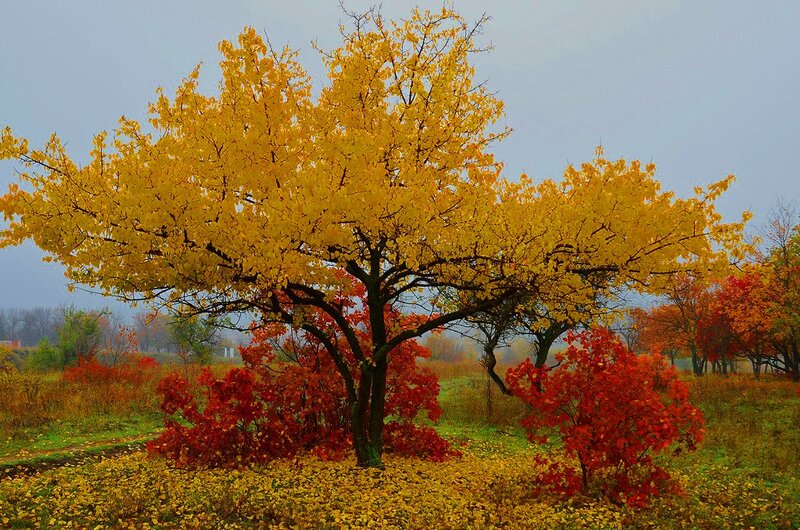Autumn Tree with Yellow Leaves — Serene, Photograph, Red Bushes