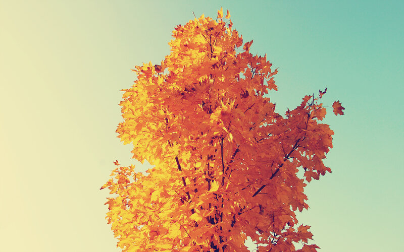 Autumn Tree with Yellow Leaves — Serene, Photograph, Sky, Orange, Blue