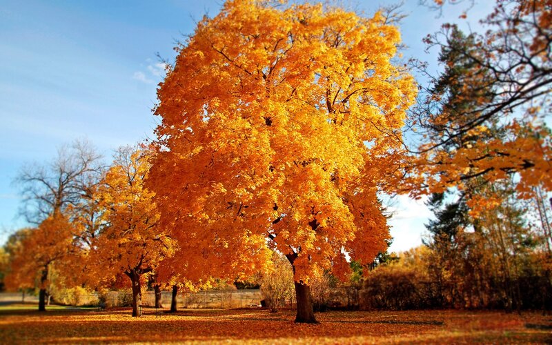 Autumn Tree with Yellow Leaves — Serene, Photograph, Trees, Fallen Leaves, Sky