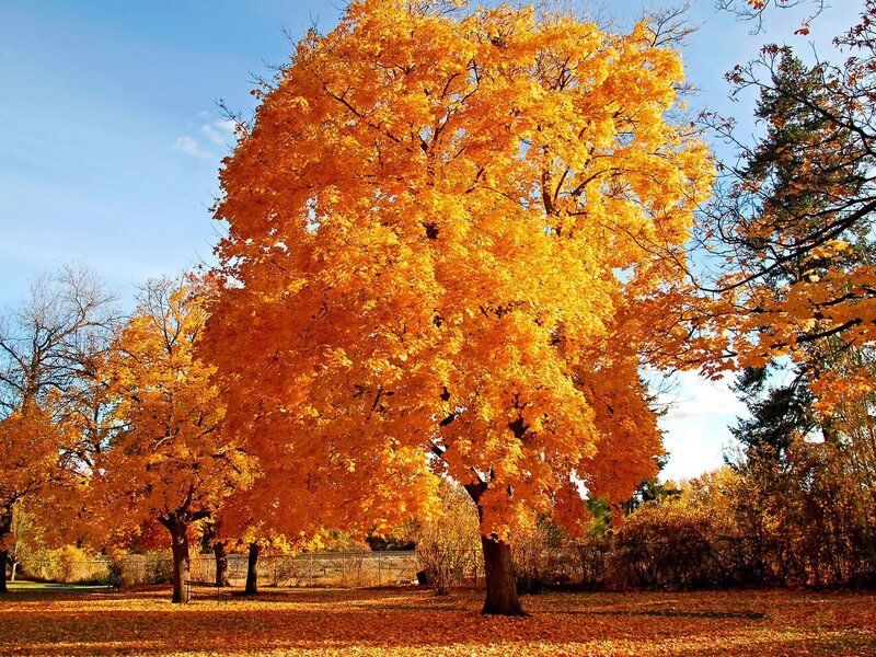 Autumn Tree with Yellow Leaves — Serene, Photograph, Trees, Fallen Leaves