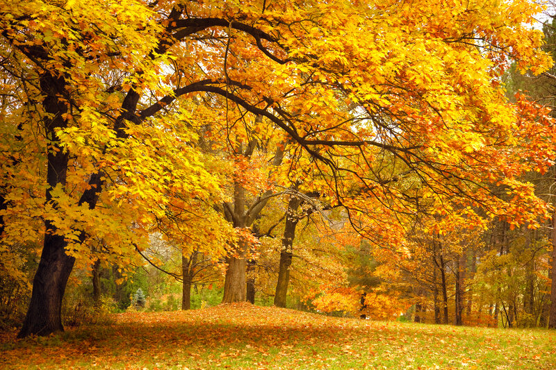 Autumn Tree with Yellow Leaves — Serene, Photograph, Trees, Grass
