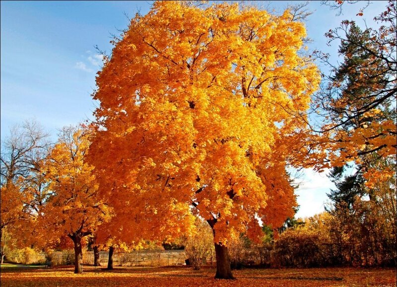 Autumn Tree with Yellow Leaves — Serene, Photograph, Trees, Sky, Fallen Leaves, Blue