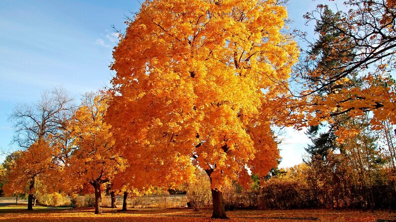 Autumn Tree with Yellow Leaves — Serene, Photograph, Trees, Sky, Fallen Leaves