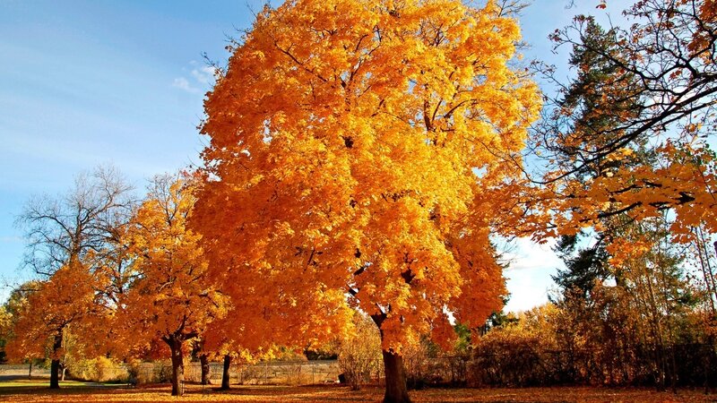 Autumn Tree with Yellow Leaves — Serene, Photograph, Trees