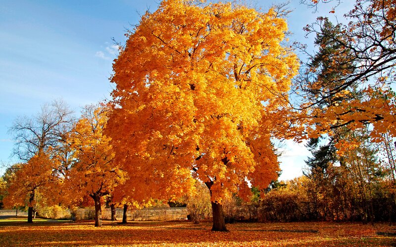 Autumn Tree with Yellow Leaves — Trees