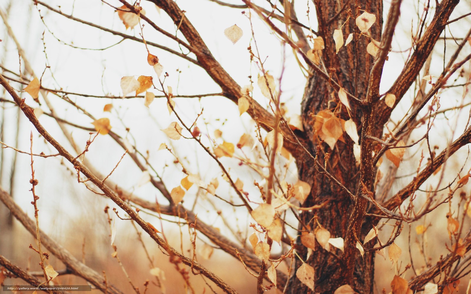 Autumn tree with yellow leaves