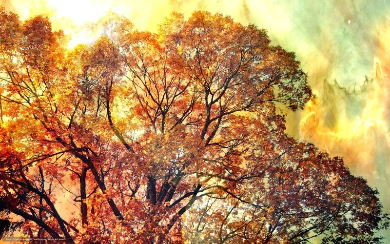 Autumn trees against a vibrant sky