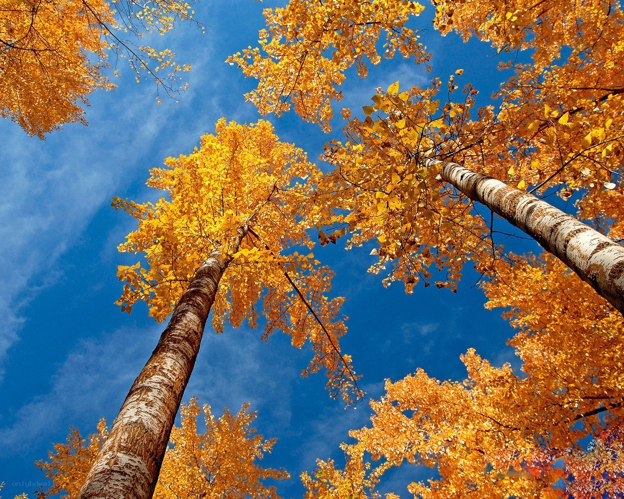 Autumn trees against blue sky