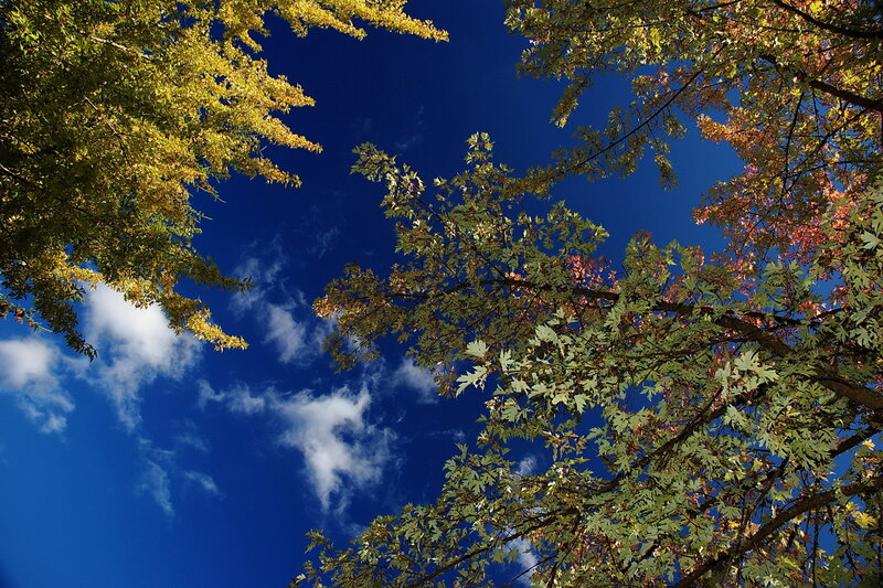 Autumn trees against blue sky