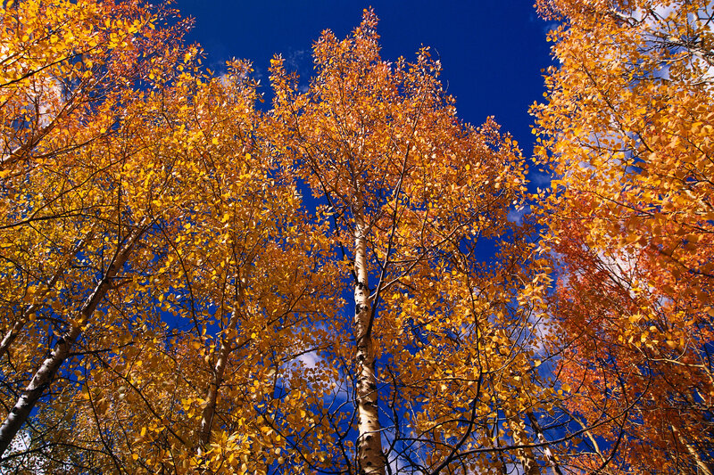 Autumn trees against blue sky