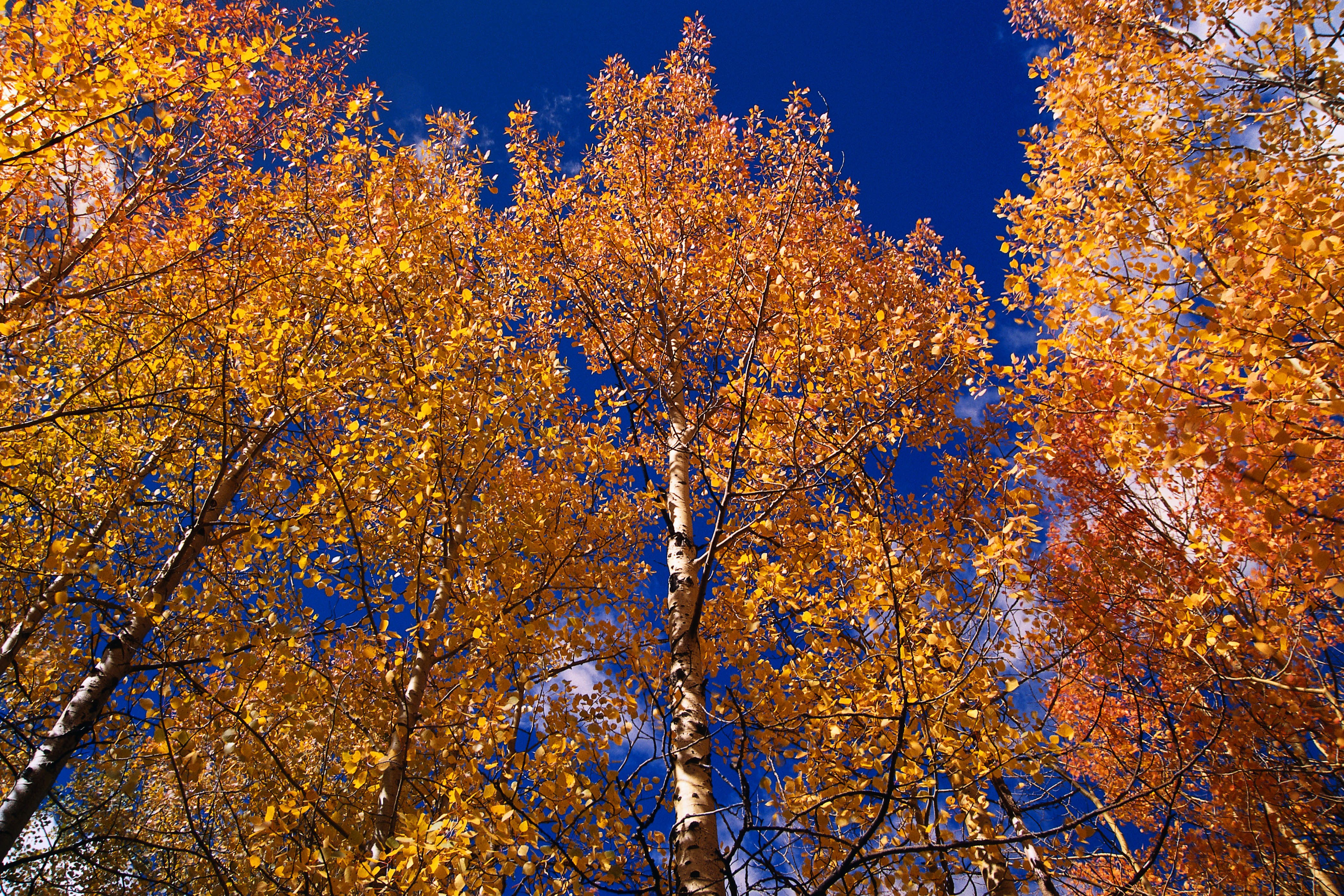 Autumn trees against blue sky