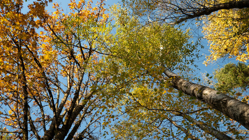 Autumn trees against blue sky