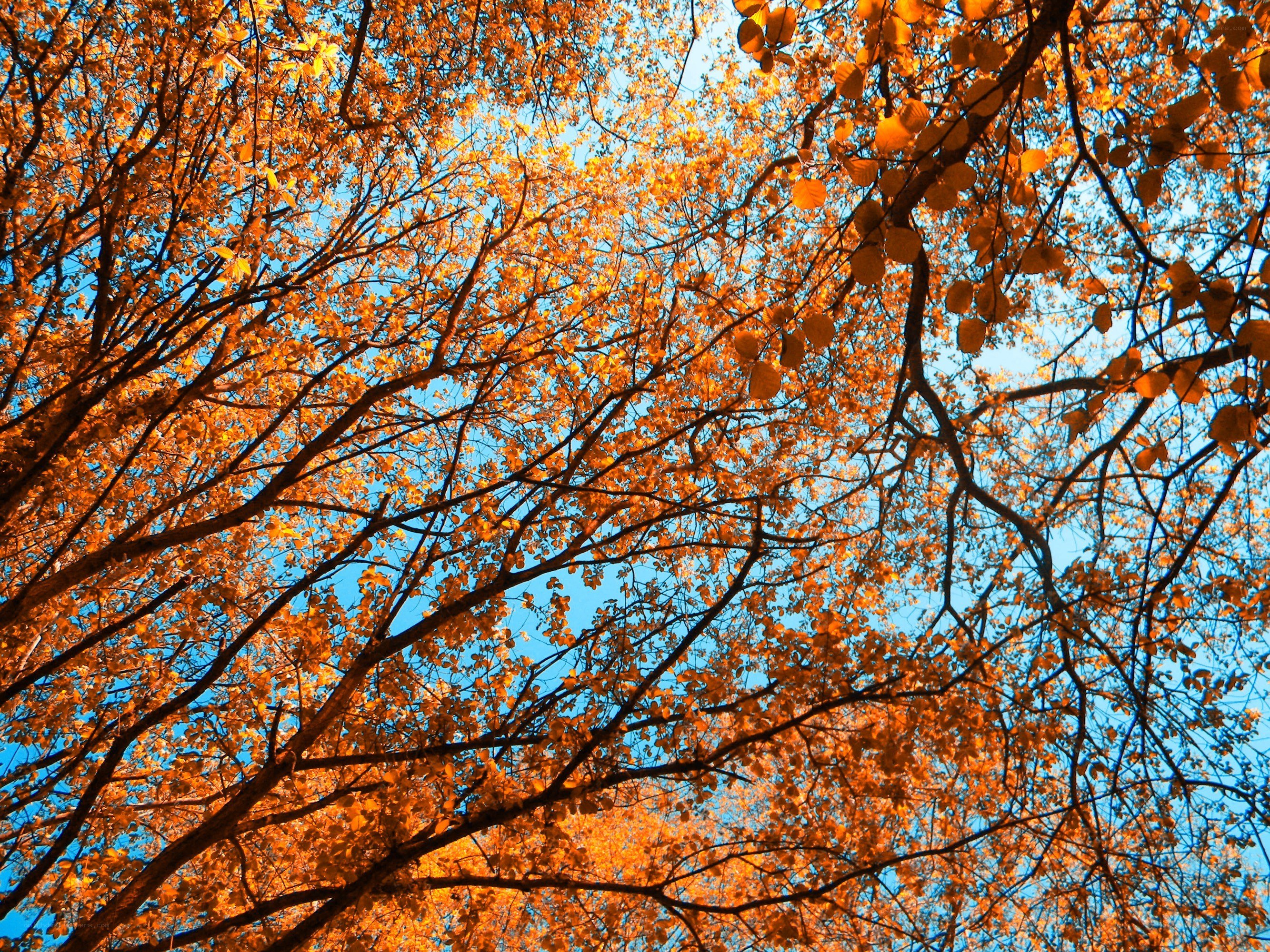 autumn trees against blue sky