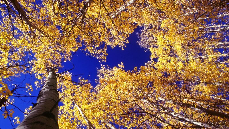 Autumn trees against blue sky