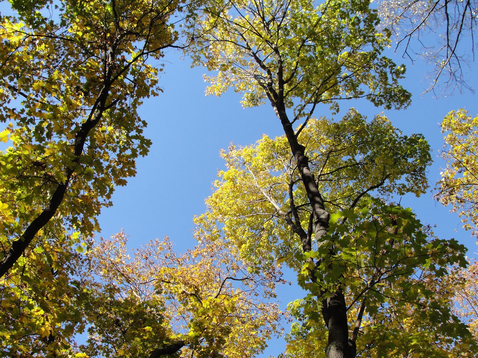 autumn trees against blue sky