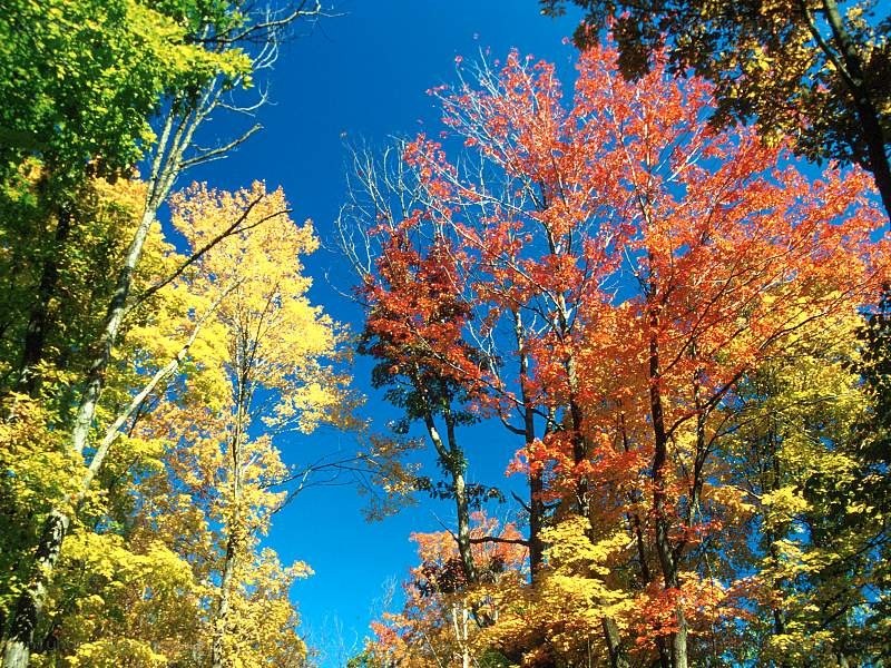 Autumn trees against blue sky