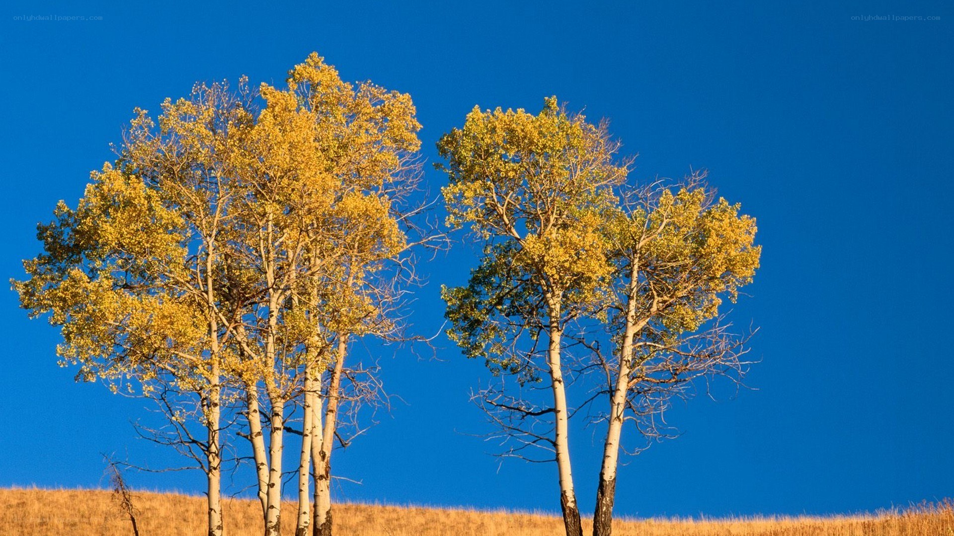 Autumn trees against blue sky