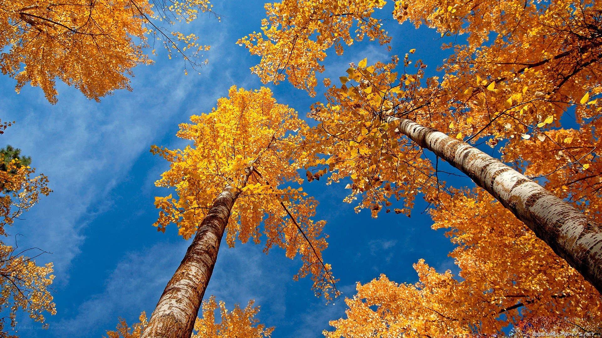 Autumn trees against blue sky