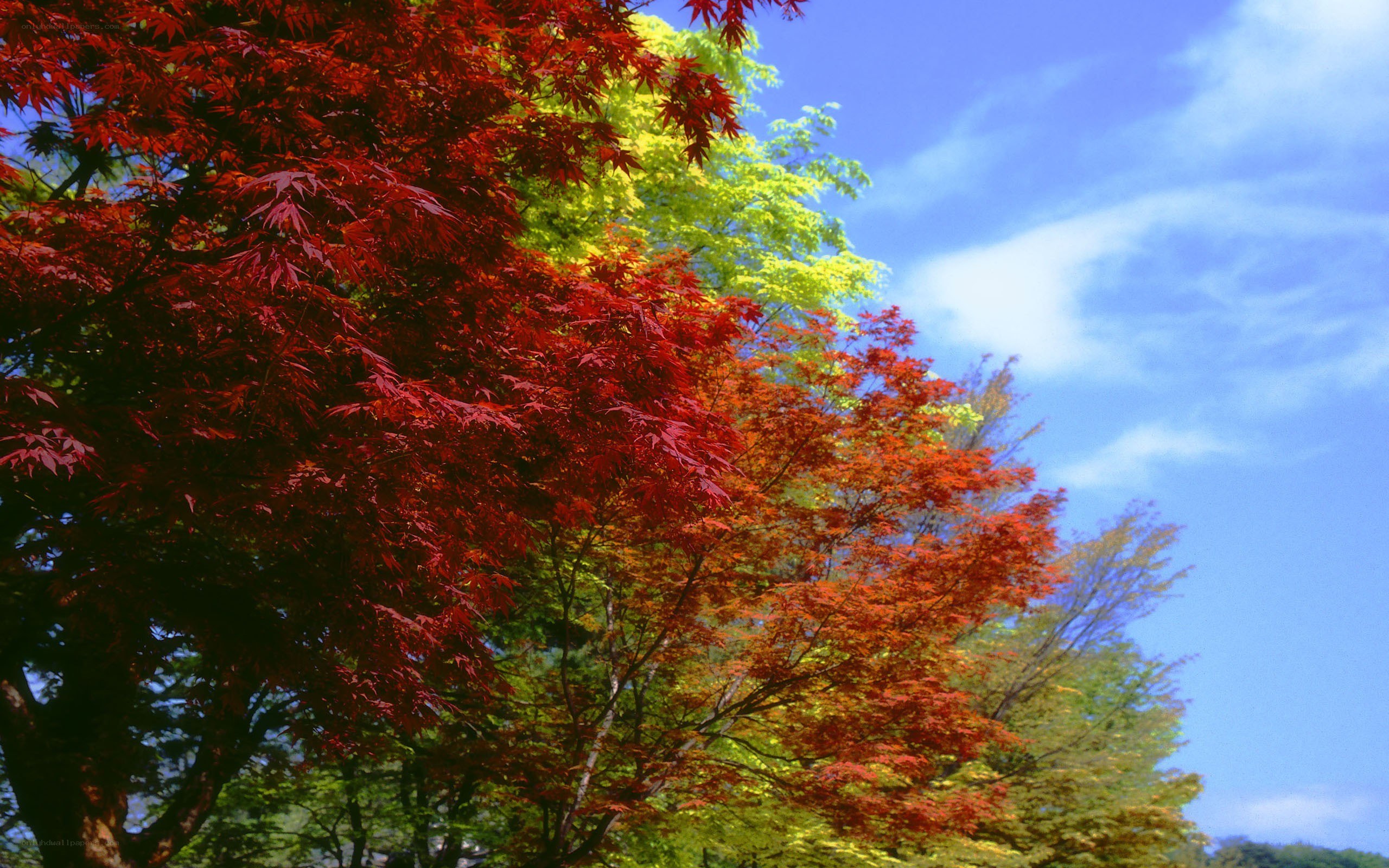 Autumn trees against blue sky