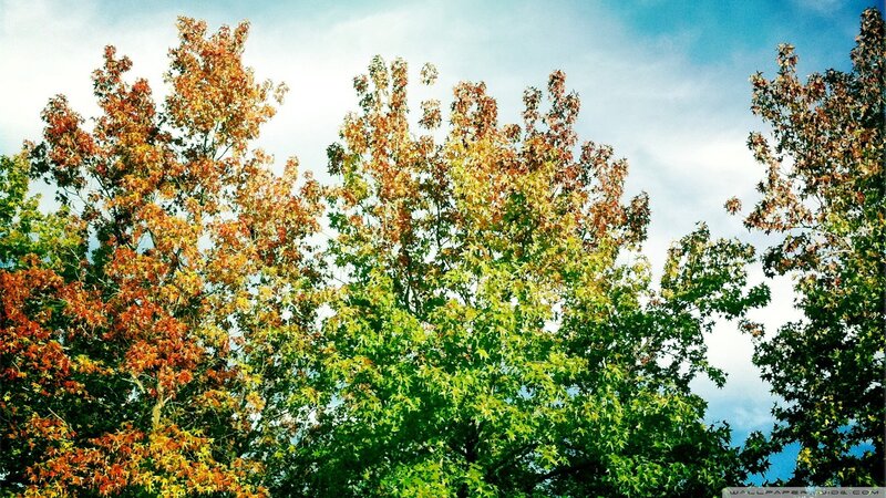 Autumn trees against blue sky