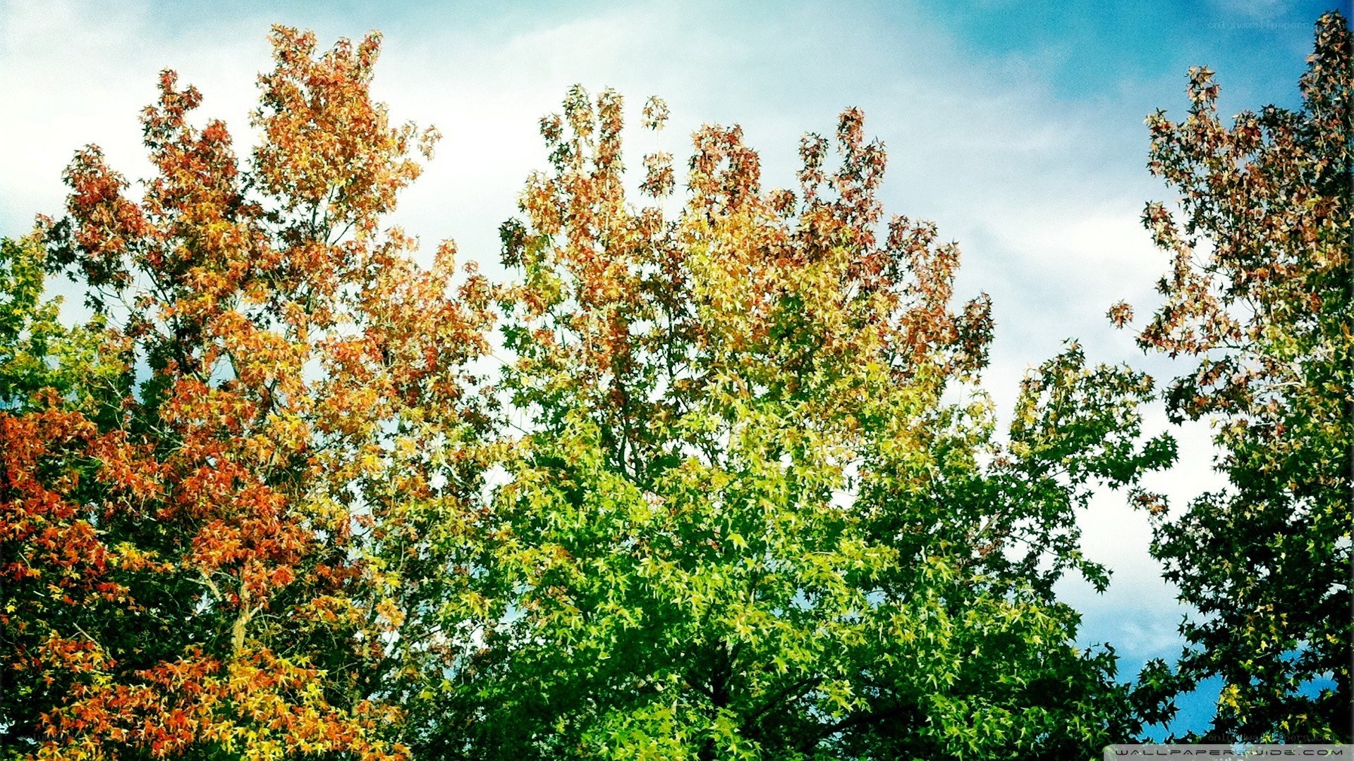 Autumn trees against blue sky