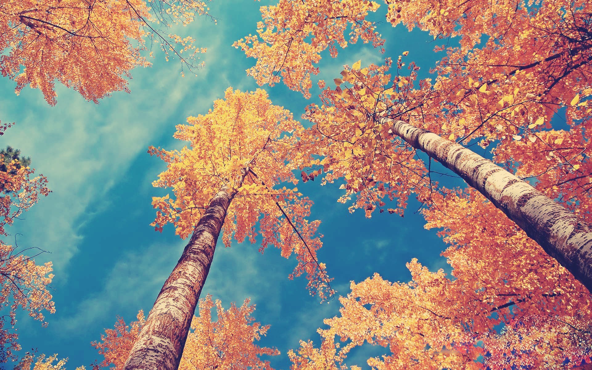 Autumn trees against blue sky