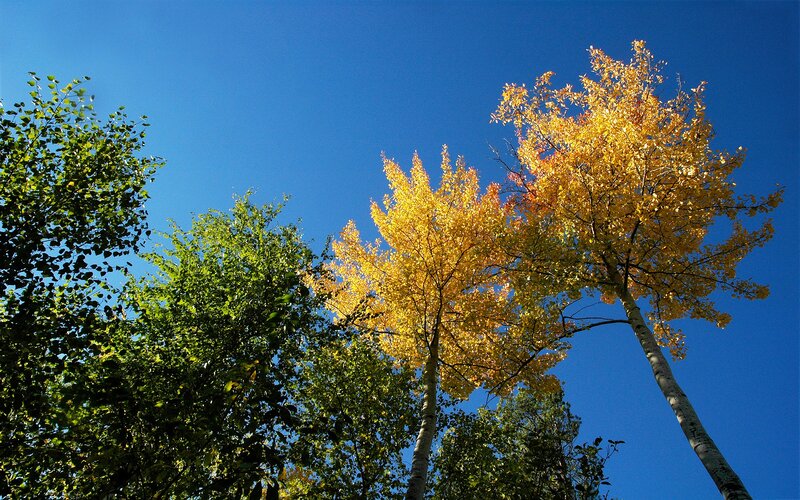 Autumn trees against blue sky