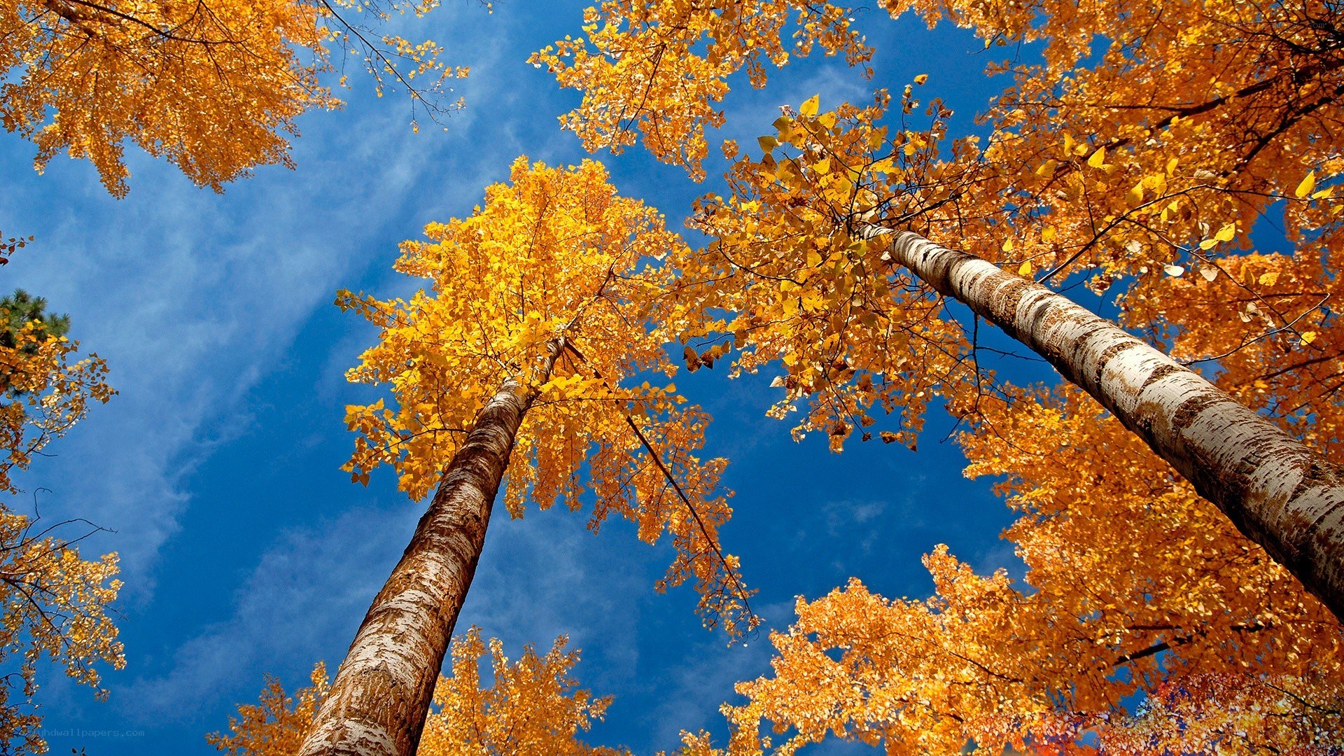 Autumn trees against blue sky