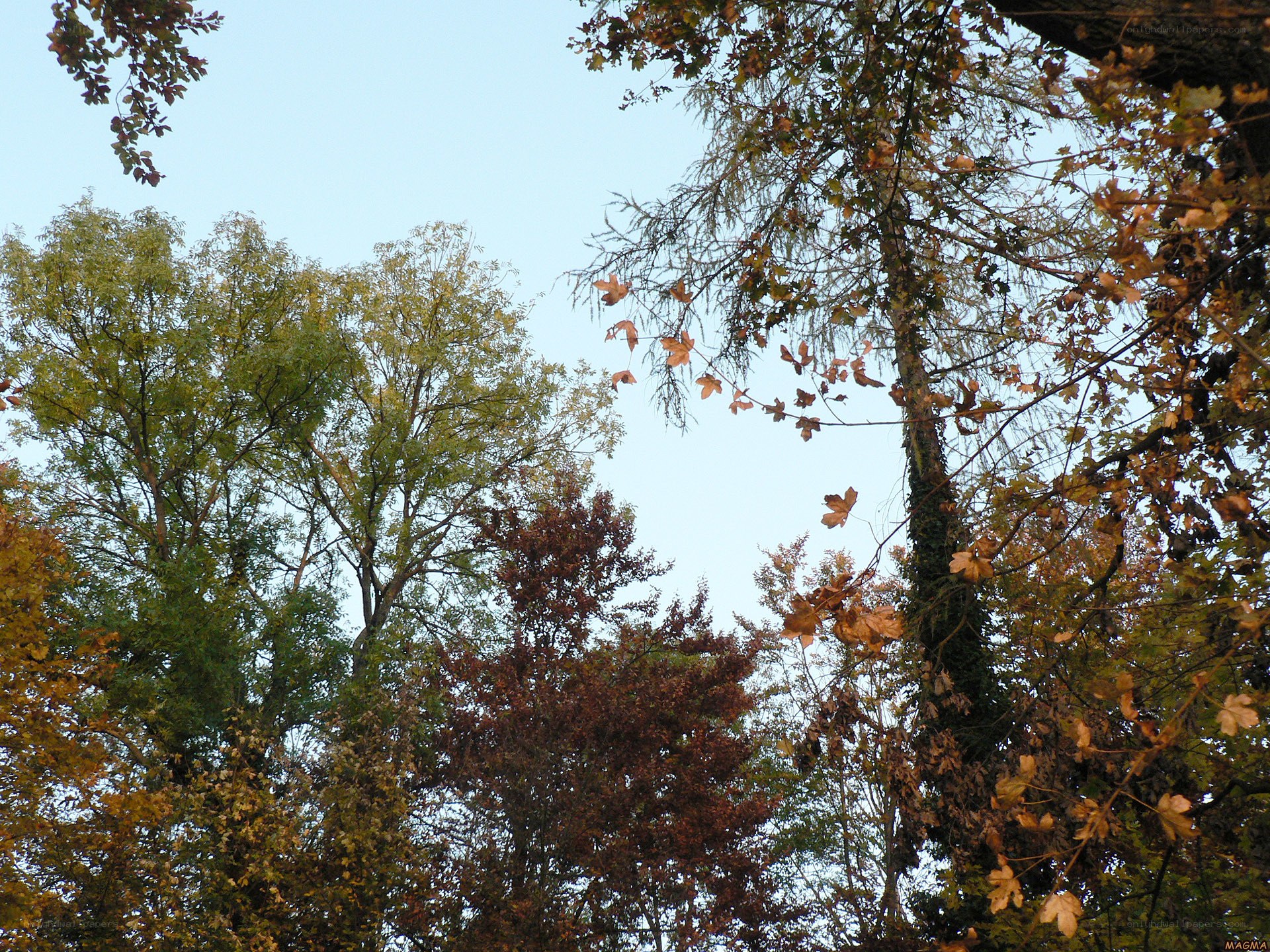 autumn trees against blue sky