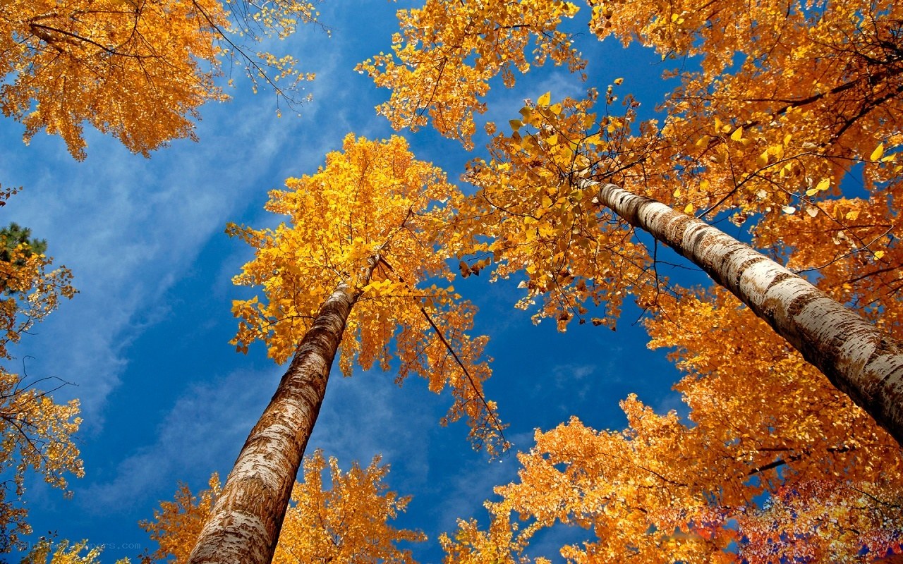 Autumn trees against blue sky