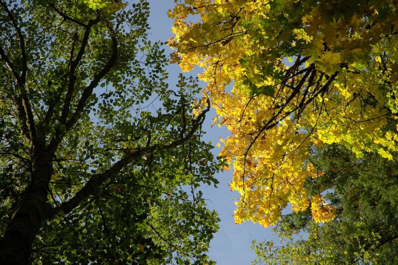 Autumn trees against blue sky
