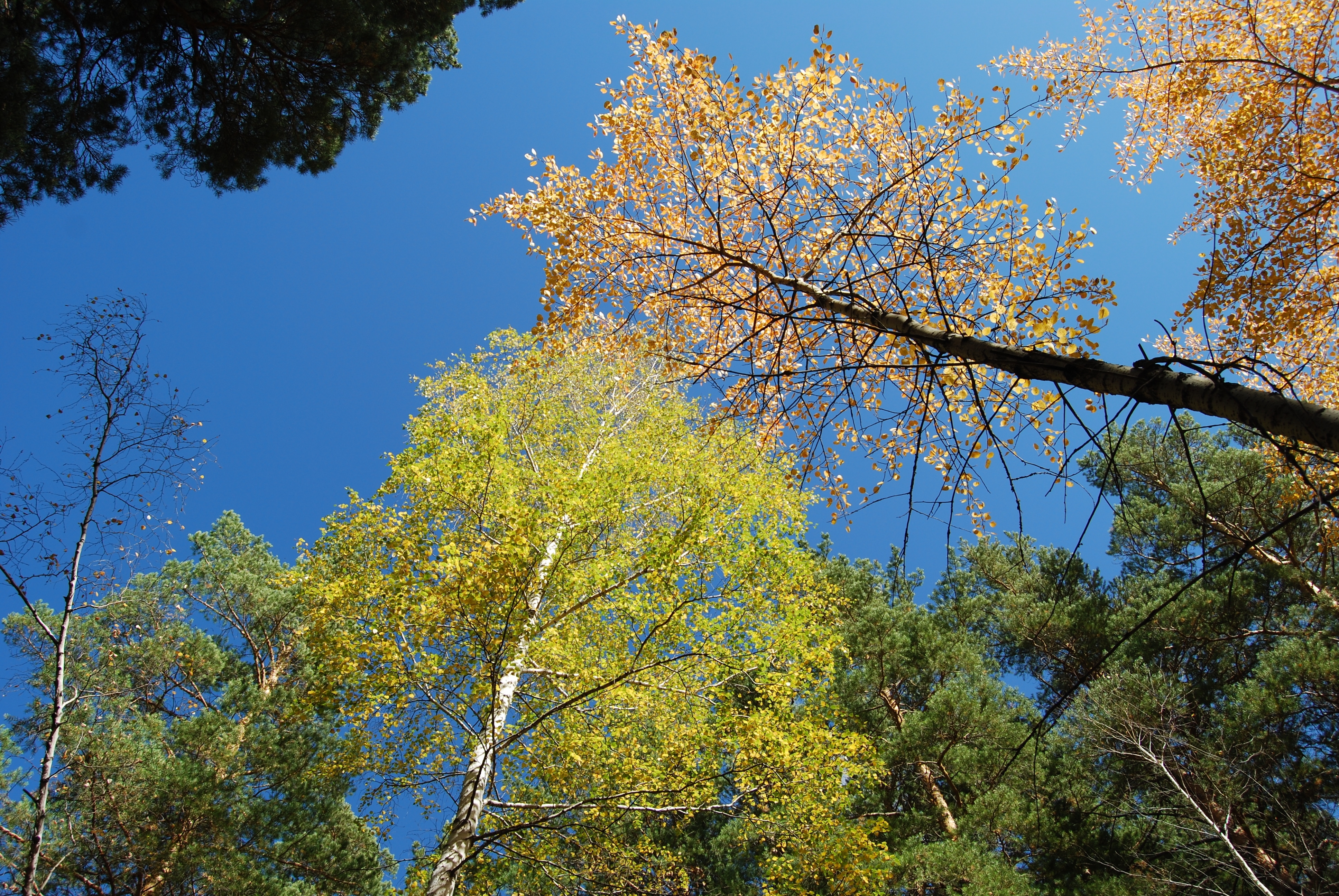 Autumn trees against blue sky