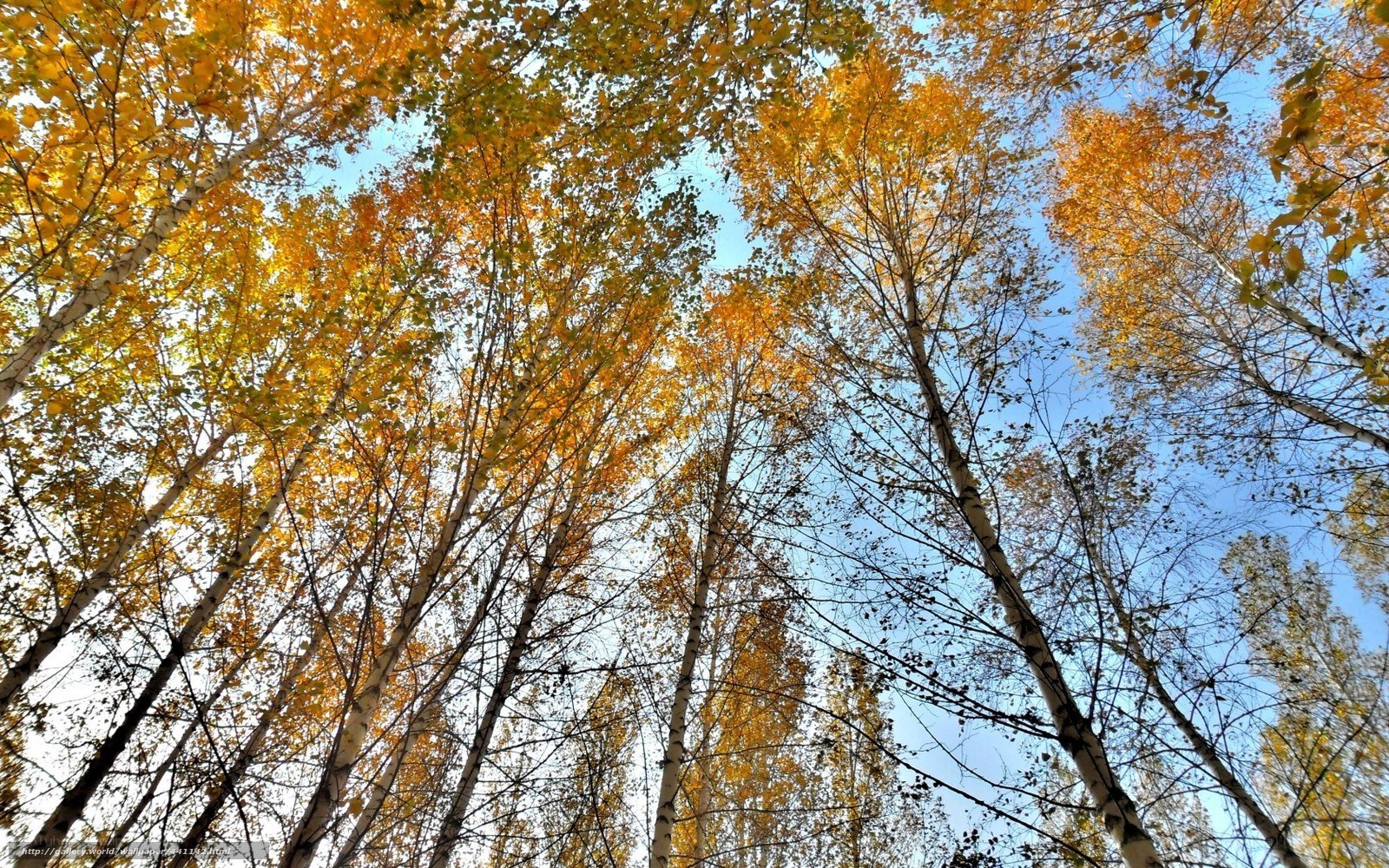 Autumn trees against blue sky