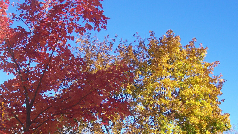 Autumn Trees Against Blue Sky — Red, Serene, Photograph