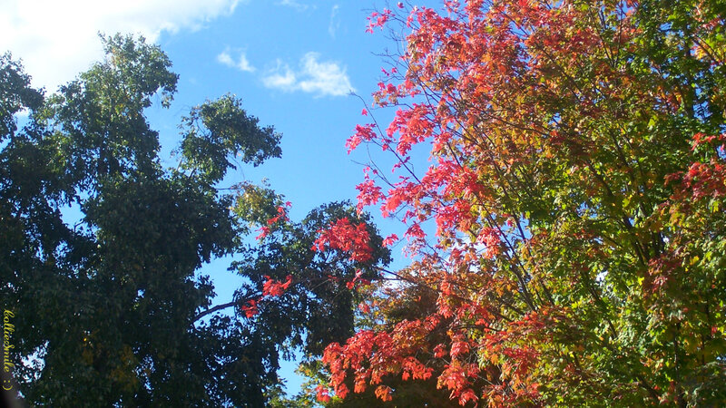 Autumn Trees Against Blue Sky — Red, Serene