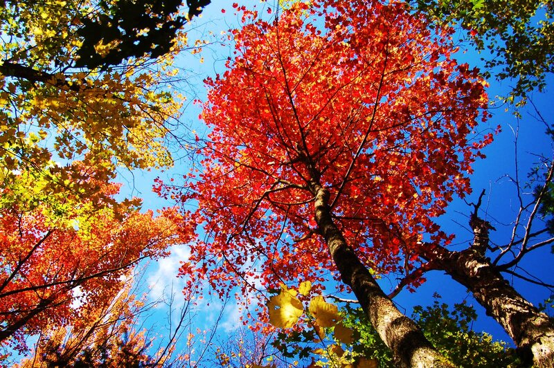 Autumn Trees Against Blue Sky — Red