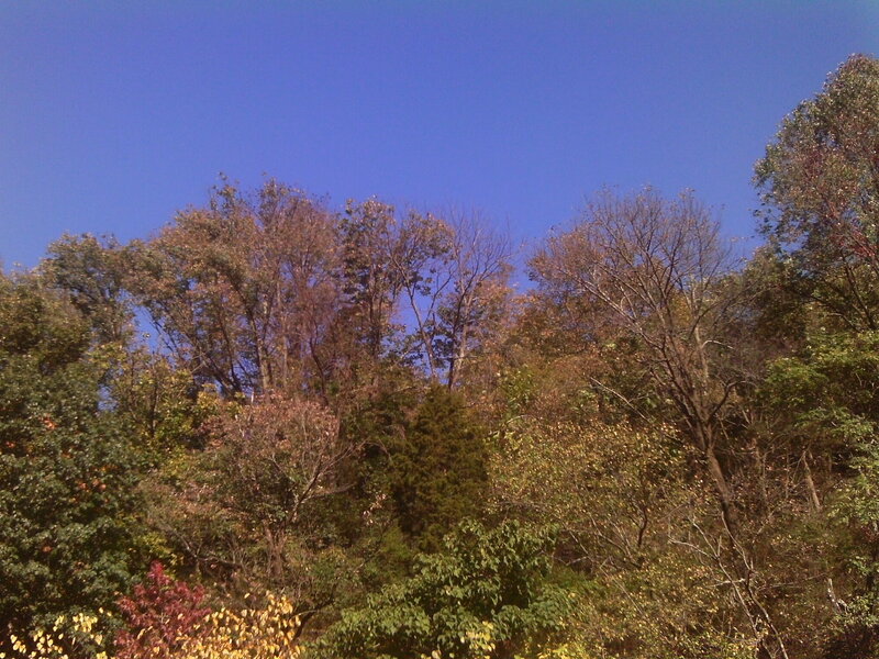 Autumn Trees Against Blue Sky — Serene, Photograph, Forest