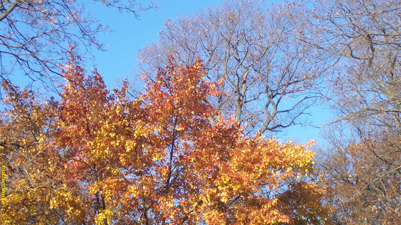 Autumn Trees Against Blue Sky — Serene, Photograph, Leaves