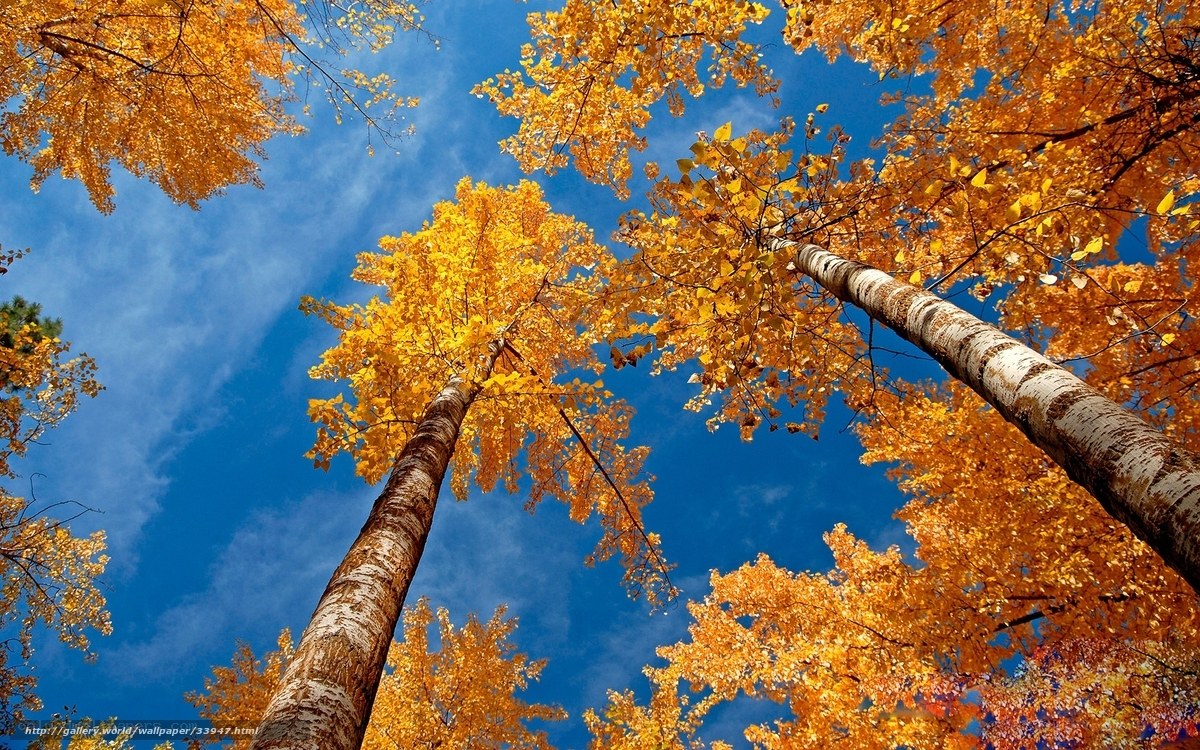 Autumn trees against blue sky