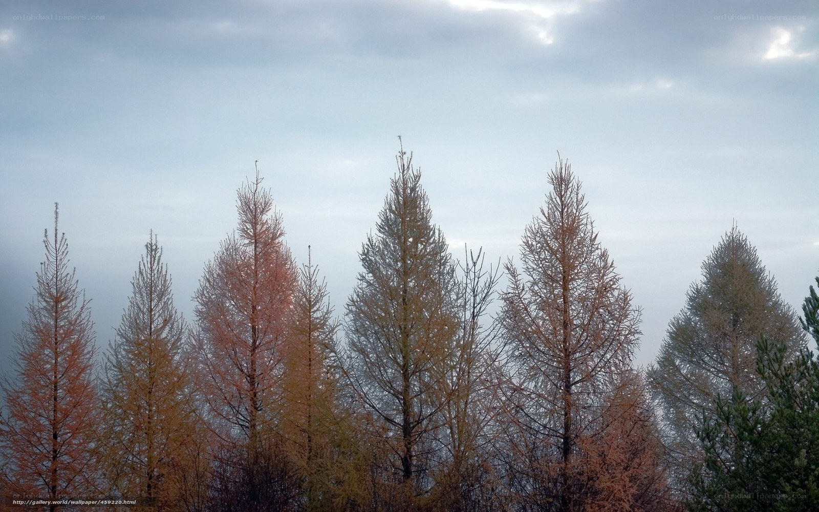 Autumn trees against cloudy sky