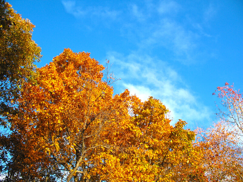 Autumn Trees Against Sky