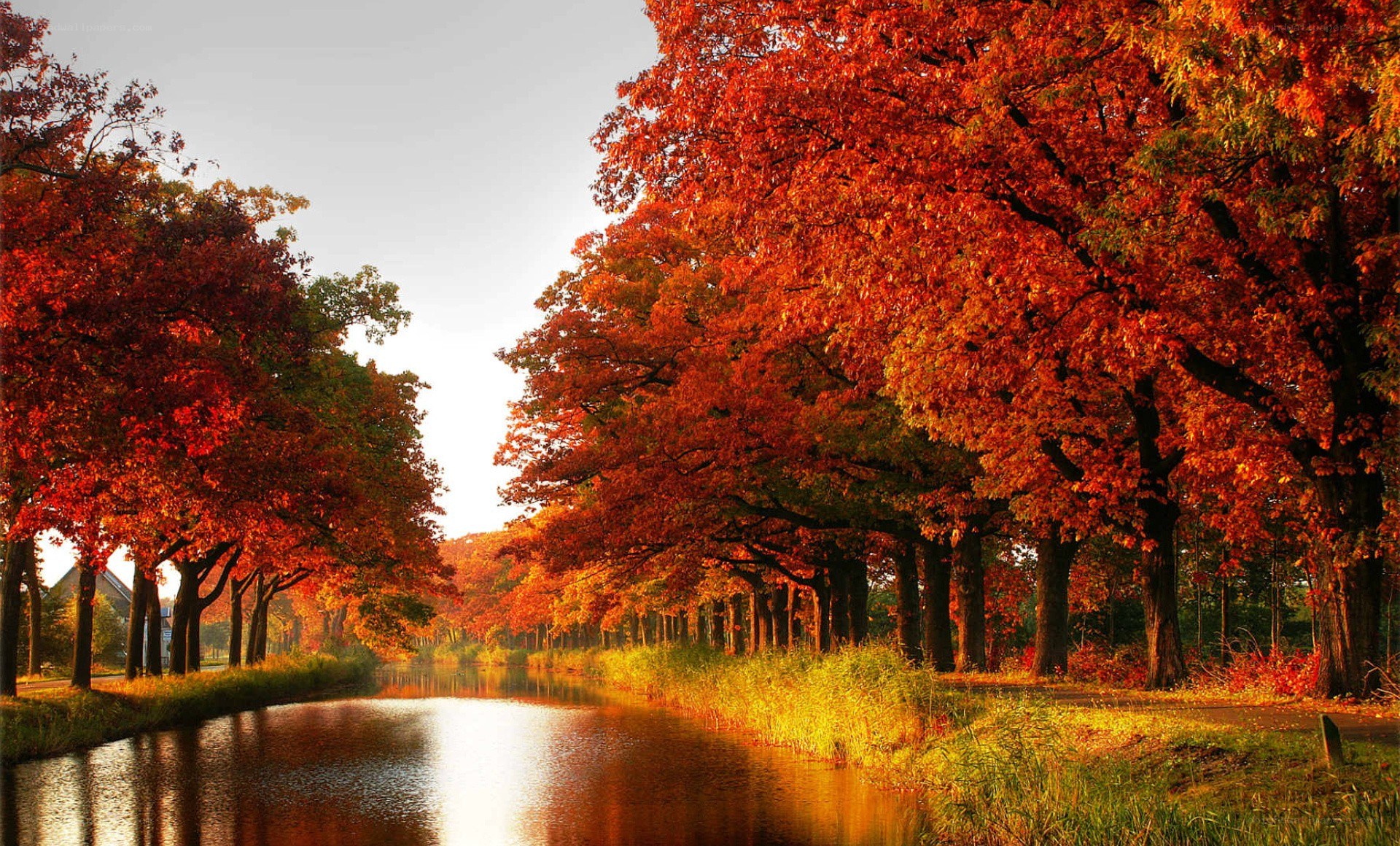 Autumn trees along a canal