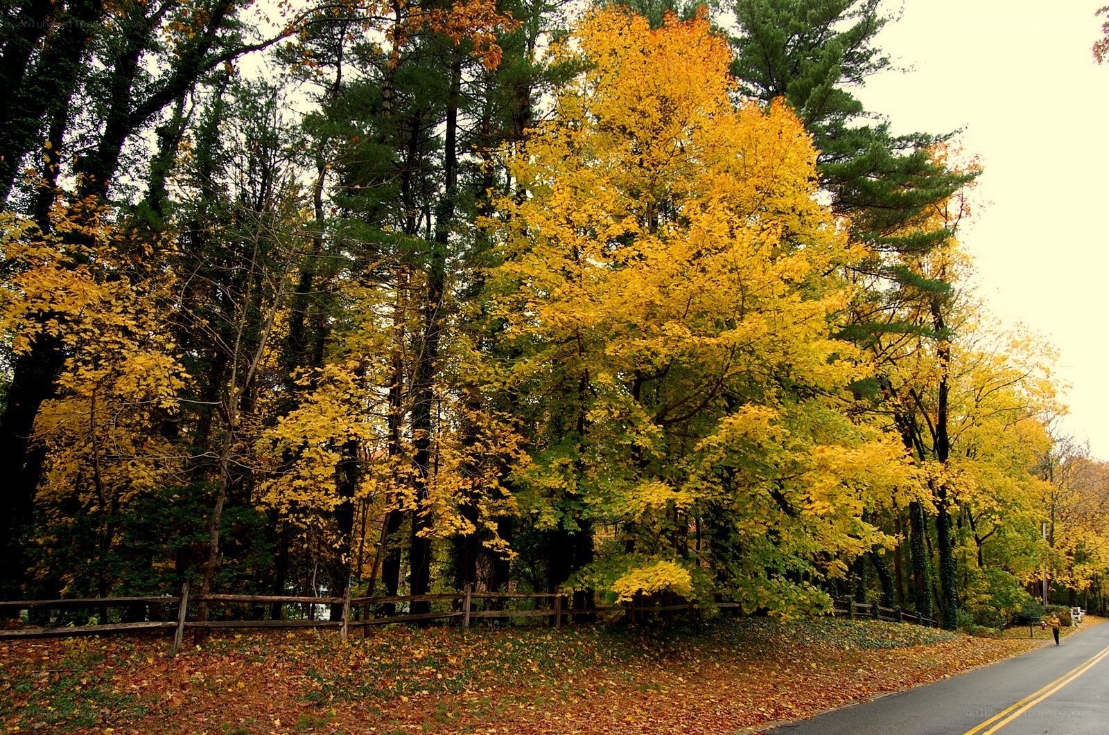 Autumn trees along a road