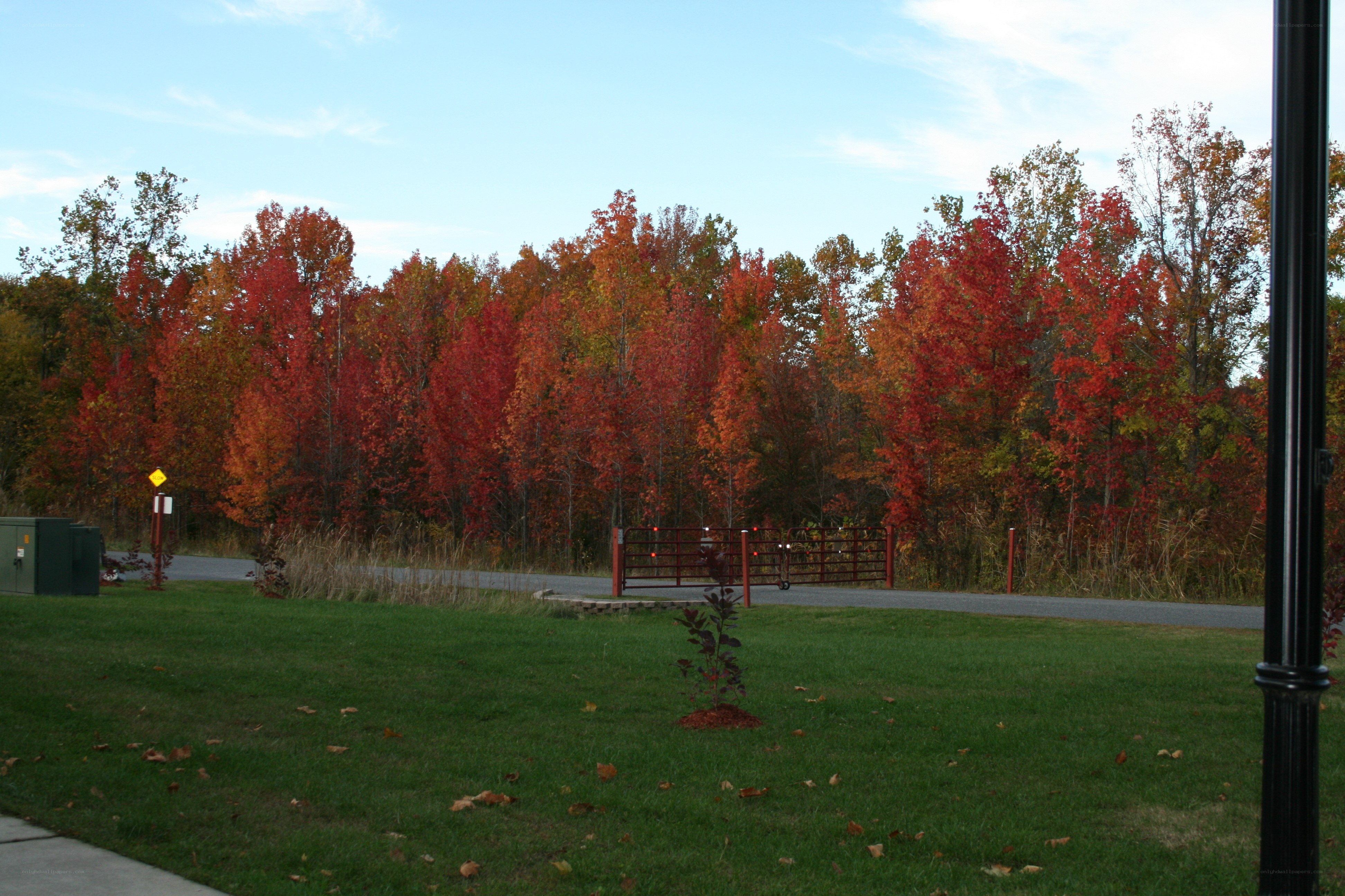 Autumn trees along a road