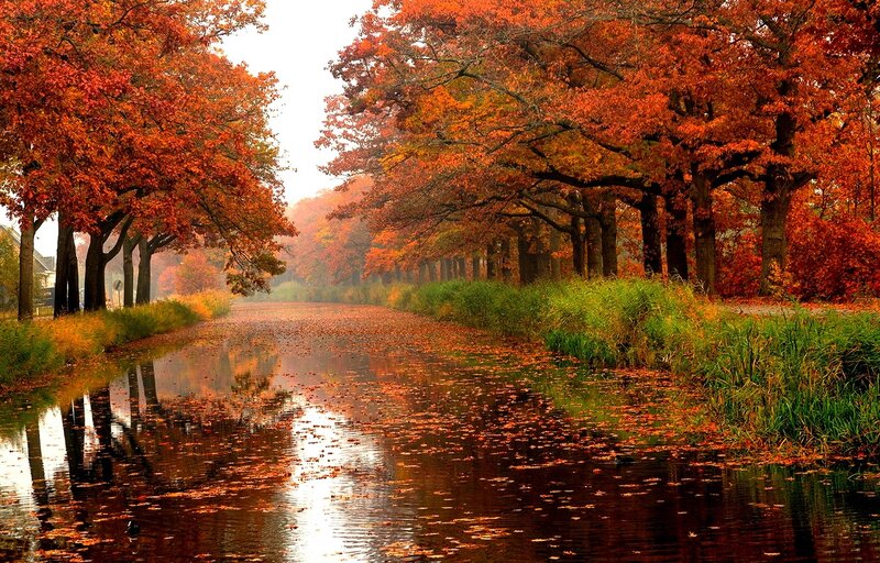 Autumn Trees Along Canal — Orange, Serene, Photograph, Leaves