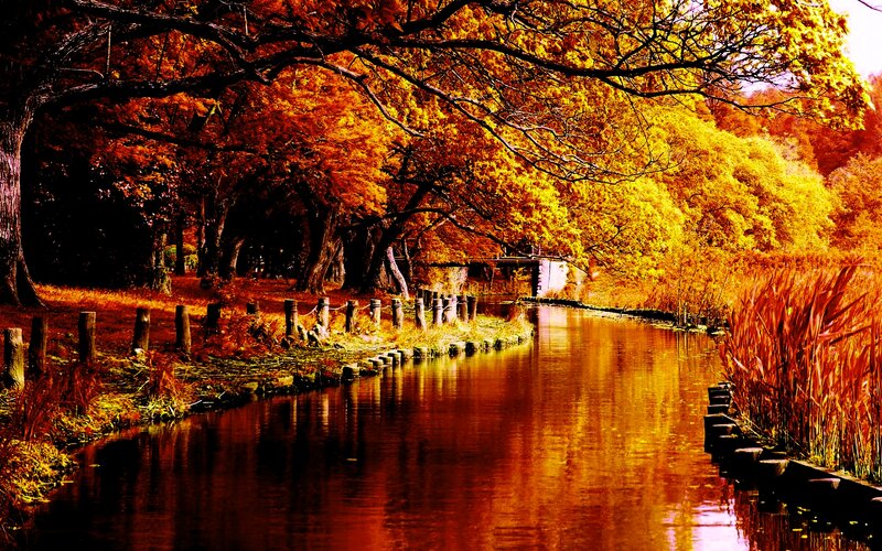 Autumn Trees Along Canal — Orange, Serene